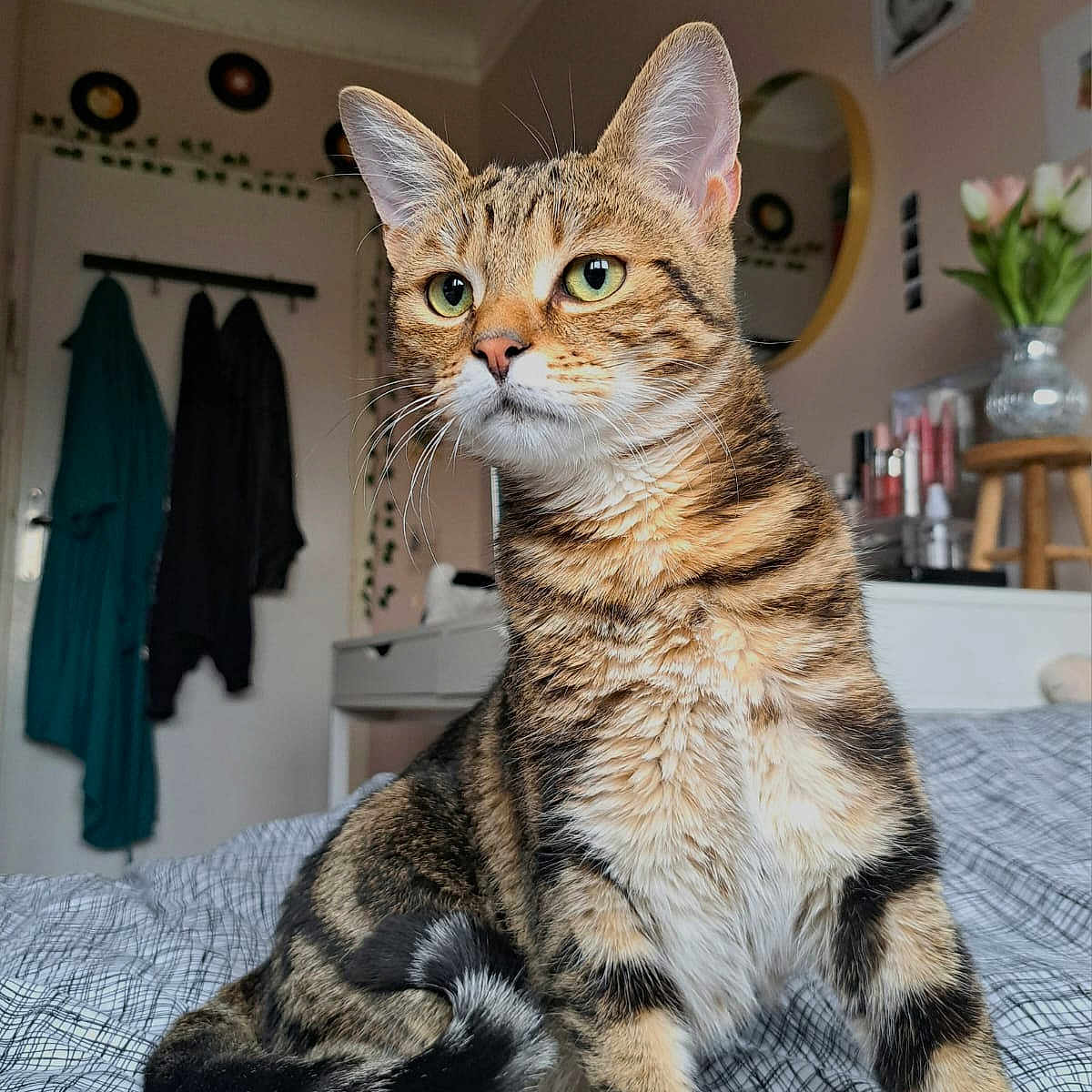 Romy a rejoint le concours — aidez-le/la à gagner de superbes lots ! abyssinian, animal, bed, bedroom, blanket, cat, door, egyptiancat, furniture, hardwood, indoors, interiordesign, kitten, manx, person, pet, plant, pottedplant, room, wood