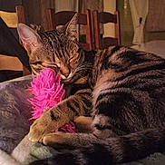 Romy participe au concours pour gagner de l'argent avec cette photo : blanket, cat, closeup, cozy, cute, domestic_animal, feline, fur, indoor, paws, pet, pink, relaxing, resting, sleeping, tabby, tail, toy, warm_lighting, whiskers