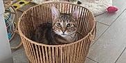 Romy a rejoint le concours — aidez-le/la à gagner de superbes lots ! animal, art, basket, box, canine, cat, dog, dogbed, fun, hardwood, indoors, interiordesign, kitten, leisureactivities, manx, person, pet, picnic, puppy, wood