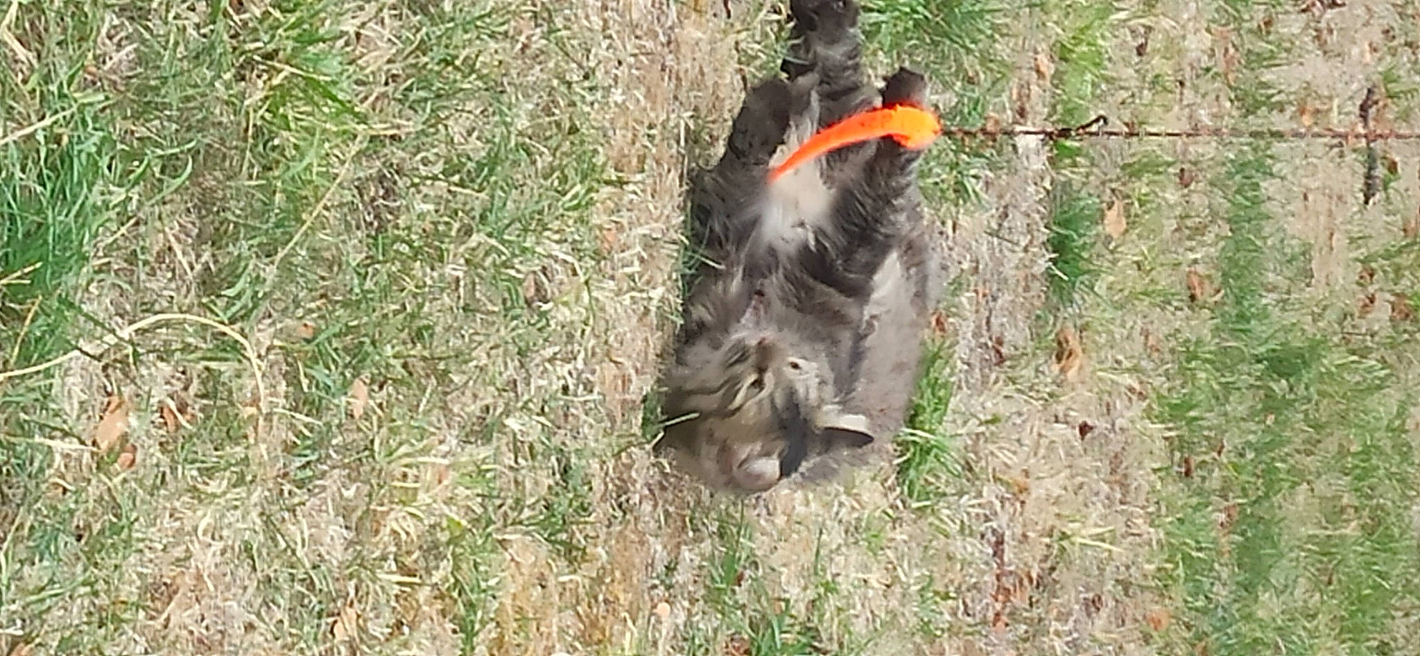 Smouthie participe au concours pour gagner de l'argent avec cette photo : beak, canidae, carnivore, dog_breed, fur, grass, soil, sporting_group, tail, terrestrial_animal, water_bird