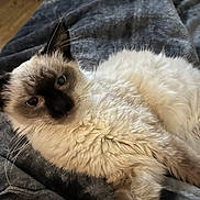 Diamant participe au concours pour gagner de l'argent avec cette photo : cat, siamese, fluffy, blue_eyes, pet, animal, indoor, blanket, cozy, fur, whiskers, relaxed, cute, laying, close_up, comfort, resting, feline, soft, home