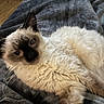 cat, siamese, fluffy, blue_eyes, pet, animal, indoor, blanket, cozy, fur, whiskers, relaxed, cute, laying, close_up, comfort, resting, feline, soft, home