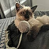 kitten, cat, siamese, cute, pet, toy, blanket, bed, indoor, fur, whiskers, ears, paws, resting, cozy, domestic, animal, young, curtain, pattern