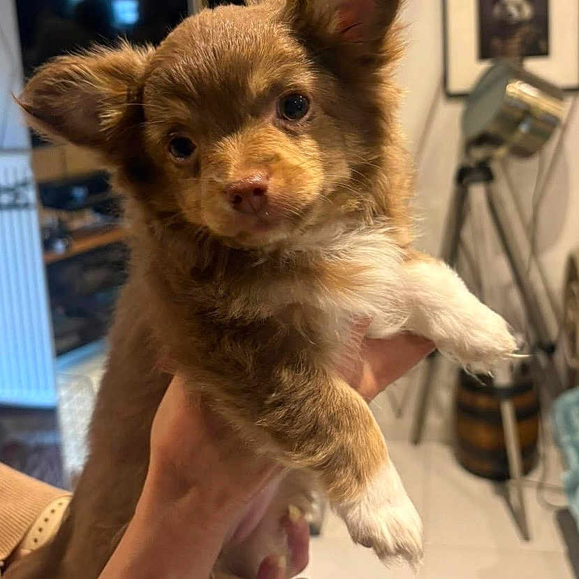 Dior participe au concours pour gagner de l'argent avec cette photo : puppy, dog, brown, white, fur, pet, indoor, hands, holding, cute, animal, face, ears, floor, lamp, photography, portrait, domestic, living_room, curious