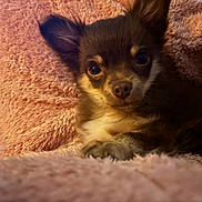 Gucci participe au concours pour gagner de l'argent avec cette photo : dog, puppy, chihuahua, pet, fluffy, blanket, pink, cozy, indoor, cute, animal, face, fur, ears, resting, closeup, soft, comfort, domestic, young