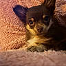 dog, puppy, chihuahua, pet, fluffy, blanket, pink, cozy, indoor, cute, animal, face, fur, ears, resting, closeup, soft, comfort, domestic, young