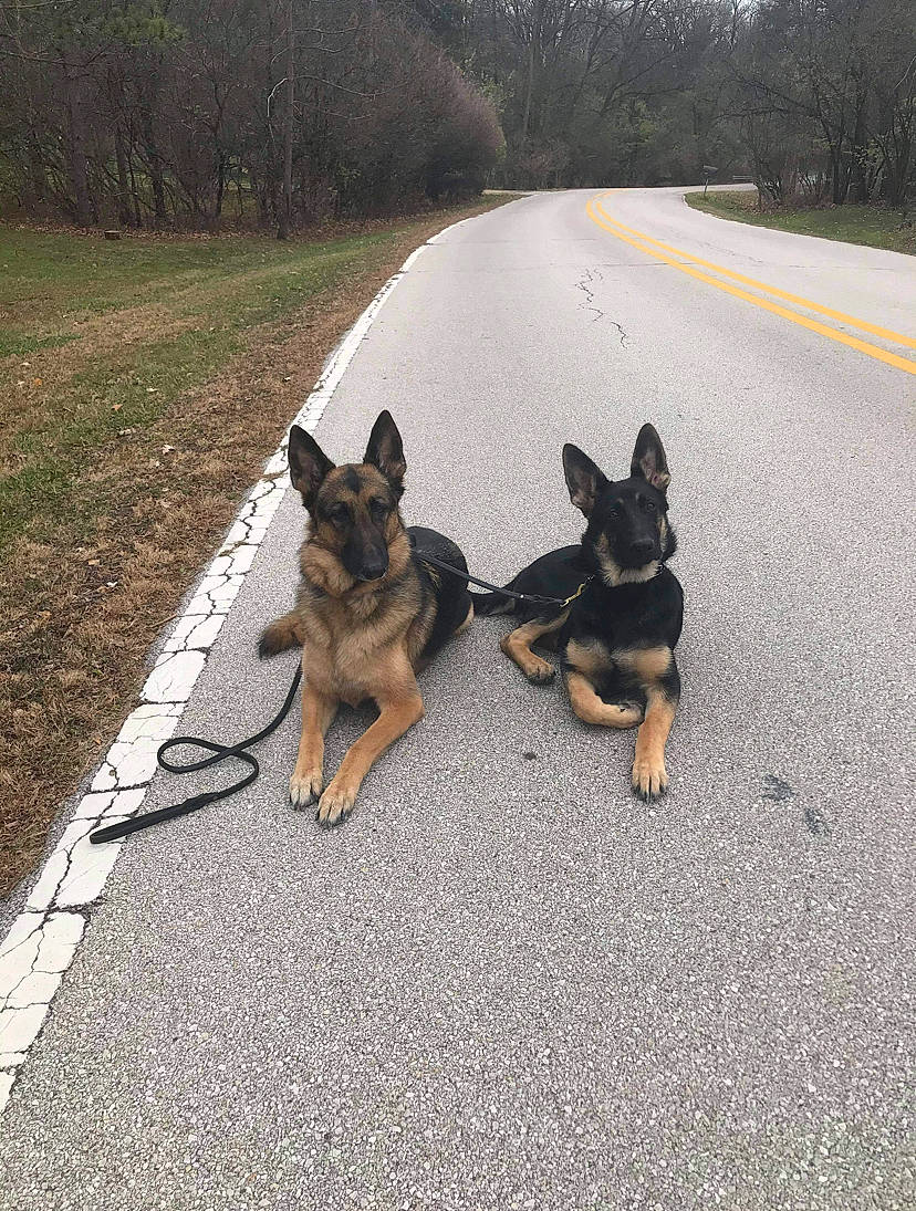 Bailey is registered to the contest to win money with this photo: belgian_shepherd_malinois, canidae, carnivore, dog, dog_breed, east_european_shepherd, fawn, german_shepherd_dog, king_shepherd, kunming_wolfdog, mammal, old_german_shepherd_dog, police_dog, shiloh_shepherd_dog, snout, tervuren, vertebrate, wolfdog, working_dog