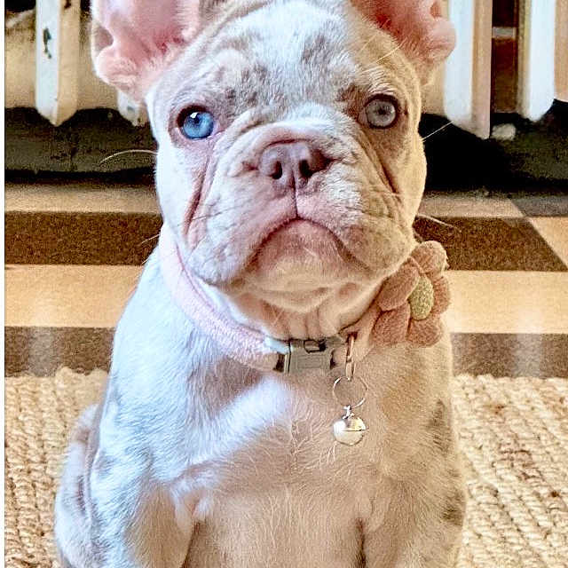 Bonnie participe au concours pour gagner de l'argent avec cette photo : french_bulldog, puppy, dog, sitting, ears_up, collar, rug, indoor, pet, cute, animal, portrait, floor, radiator, home, small_dog, fur, looking_at_camera, adorable, young
