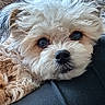 animal, brown_fur, car_seat, close_up, cream_fur, cuddly, dog, eyes, face, fluffy, indoors, nose, pet, portrait, puppy, relaxed, shaggy, sitting, small_dog, white_fur