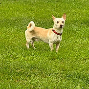 Teddy joined the competition — help win amazing prizes! dog, grass, outdoor, pet, animal, canine, collar, tan, alert, standing, nature, field, fur, ears, tail, daytime, green, looking, small_dog, mammal