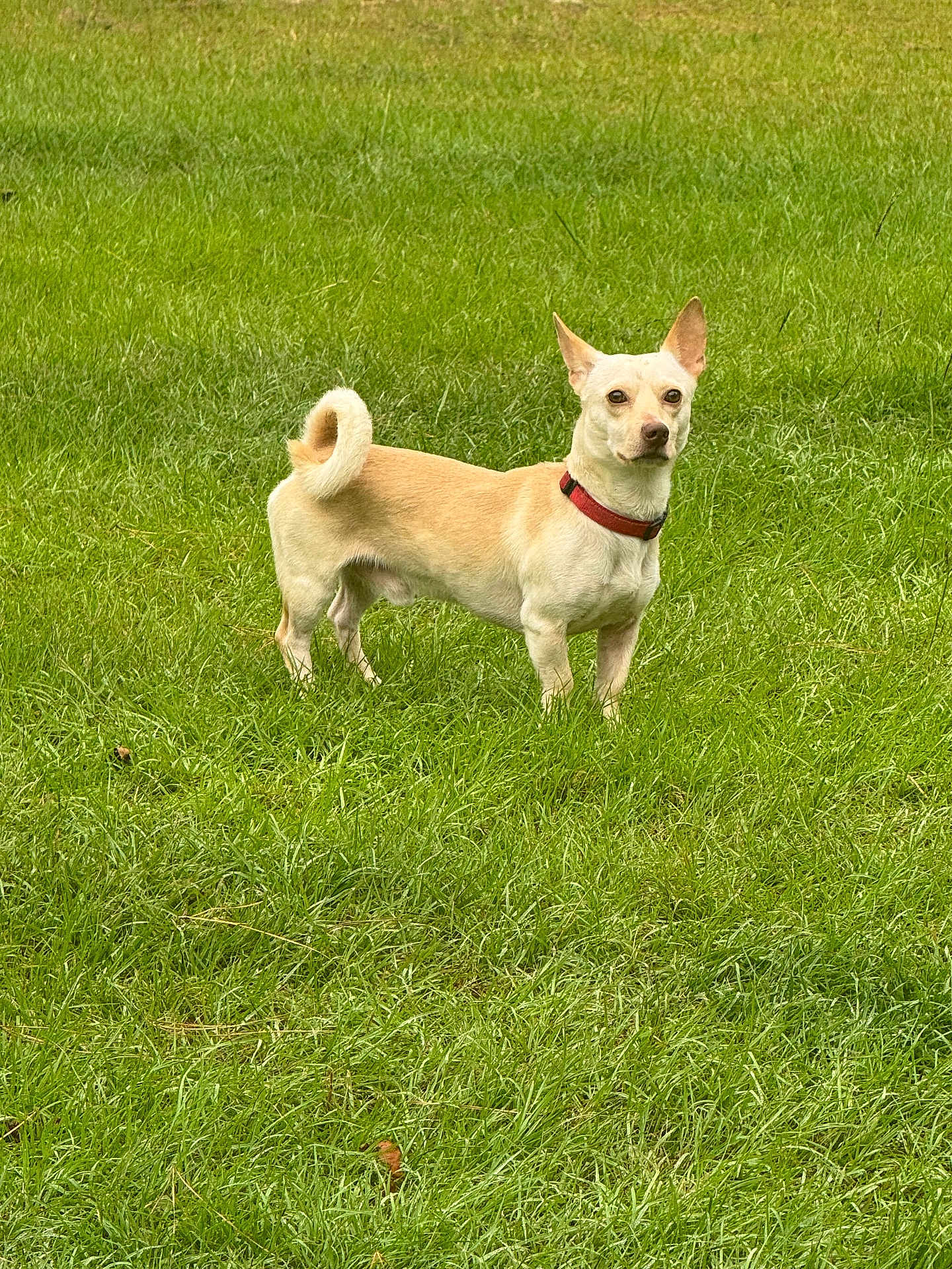 Teddy joined the competition — help win amazing prizes! dog, grass, outdoor, pet, animal, canine, collar, tan, alert, standing, nature, field, fur, ears, tail, daytime, green, looking, small_dog, mammal