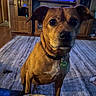 dog, brown_dog, indoor, living_room, carpet, popcorn, bag, furniture, television, wooden_cabinet, collar, pet, floor, curious, animal, domestic, canine, close_up, home, watching