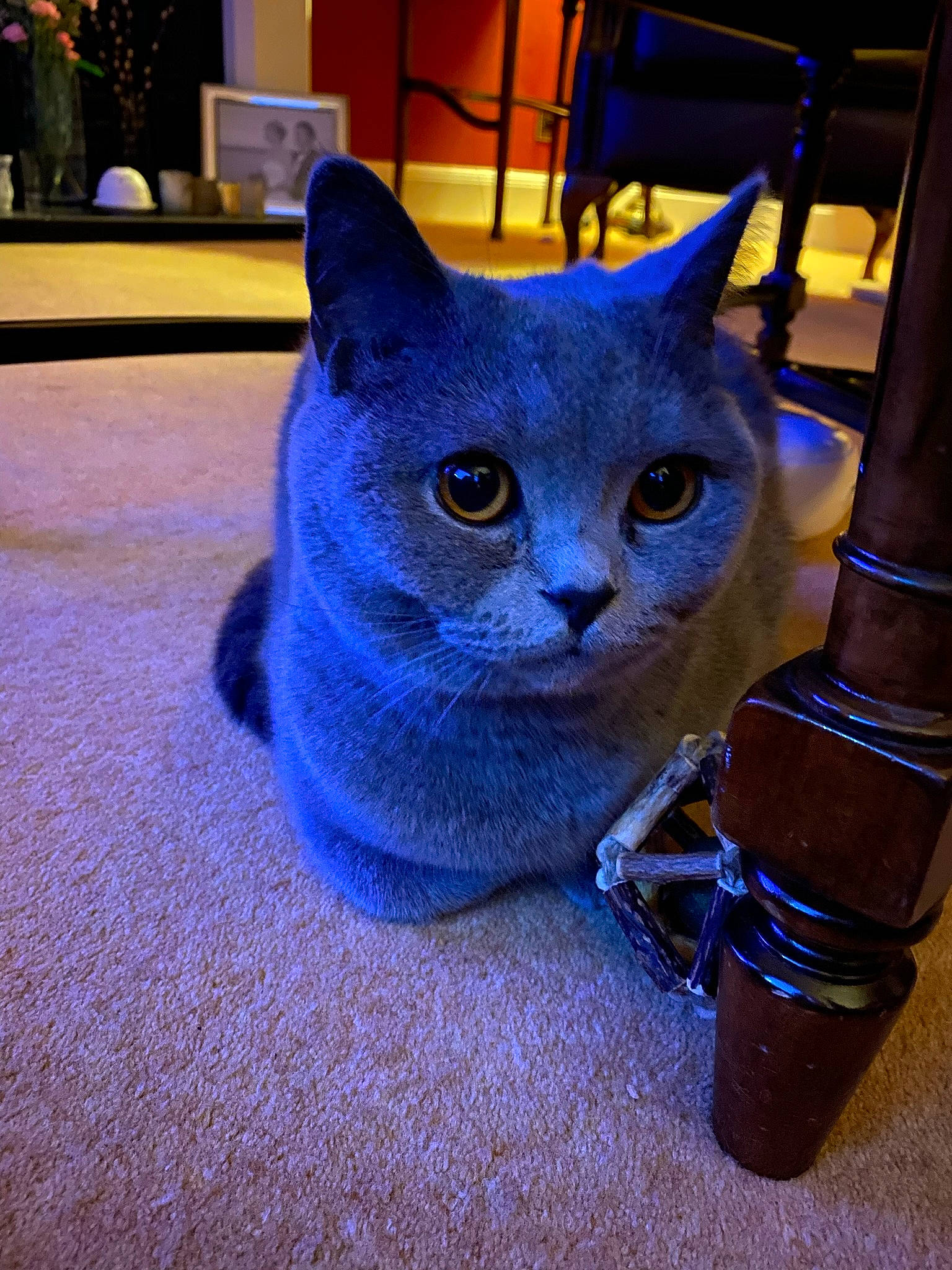 Margot is registered to the contest to win money with this photo: blue, carnivore, cat, cat_supply, comfort, domestic_short_haired_cat, electric_blue, felidae, flooring, flowerpot, fur, houseplant, picture_frame, plant, purple, russian_blue, small_to_medium_sized_cats, snout, tail, whiskers