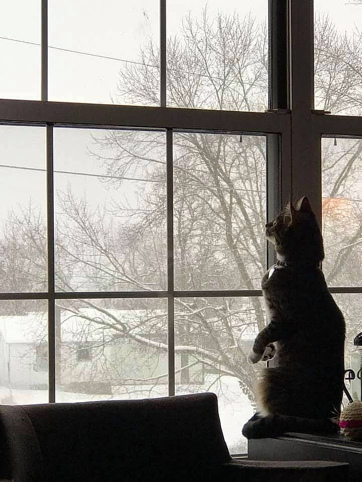 Bellatrix joined the competition — help win amazing prizes! black, building, carnivore, cat, comfort, felidae, glass, house, interior_design, morning, plant, shade, sky, sunlight, textile, tints_and_shades, tree, twig, window, window_covering