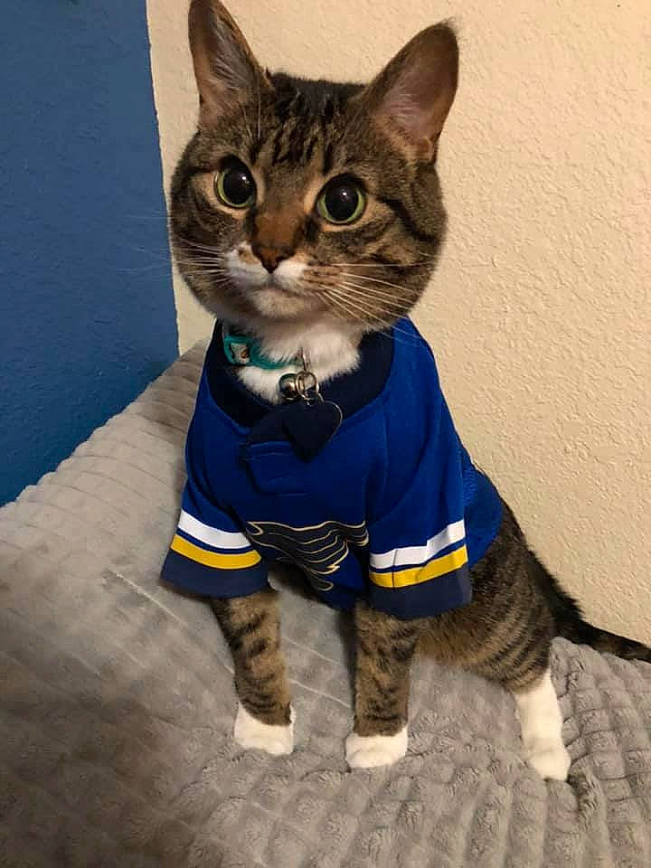 Bellatrix is registered to the contest to win money with this photo: carnivore, cat, domestic_short_haired_cat, electric_blue, fashion_accessory, felidae, fur, gesture, pattern, paw, pet_supply, photo_caption, sleeve, small_to_medium_sized_cats, snout, tail, terrestrial_animal, whiskers