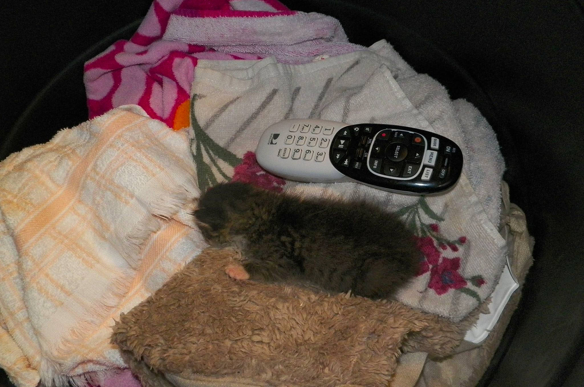 Bellatrix joined the competition — help win amazing prizes! bag, clock, comfort, erinaceidae, fashion_accessory, fawn, felidae, fur, gunny_sack, linens, luggage_and_bags, small_to_medium_sized_cats, thread, vertebrate, whiskers, wool, woolen