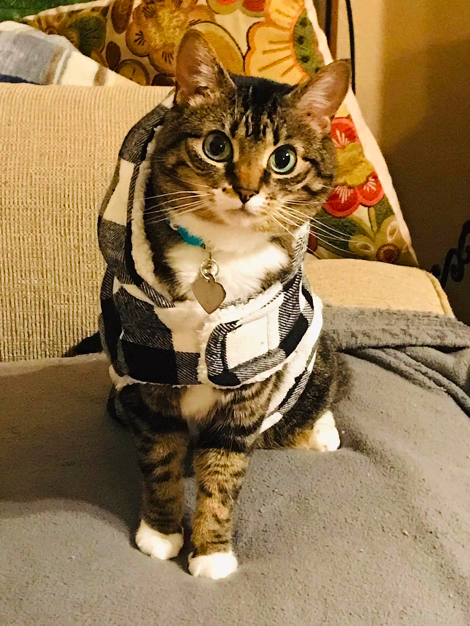 Bellatrix is registered to the contest to win money with this photo: carnivore, cat, claw, comfort, domestic_short_haired_cat, felidae, fur, houseplant, linens, paw, sitting, small_to_medium_sized_cats, snout, tail, terrestrial_animal, whiskers, wildlife