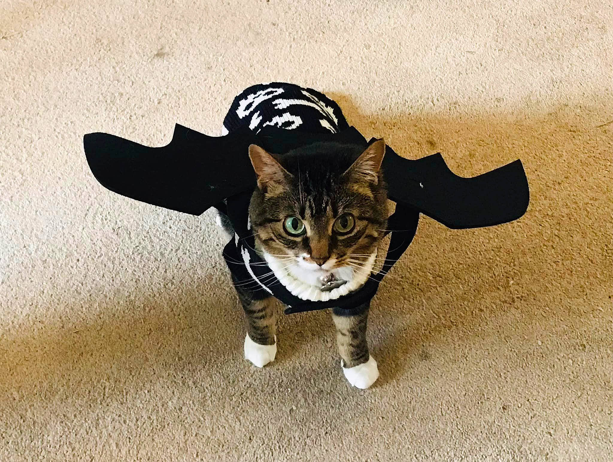 Bellatrix is registered to the contest to win money with this photo: carnivore, cat, domestic_short_haired_cat, eye, fashion_accessory, felidae, floor, flooring, font, foot, fur, leg, paw, shadow, small_to_medium_sized_cats, snout, tail, terrestrial_animal, whiskers