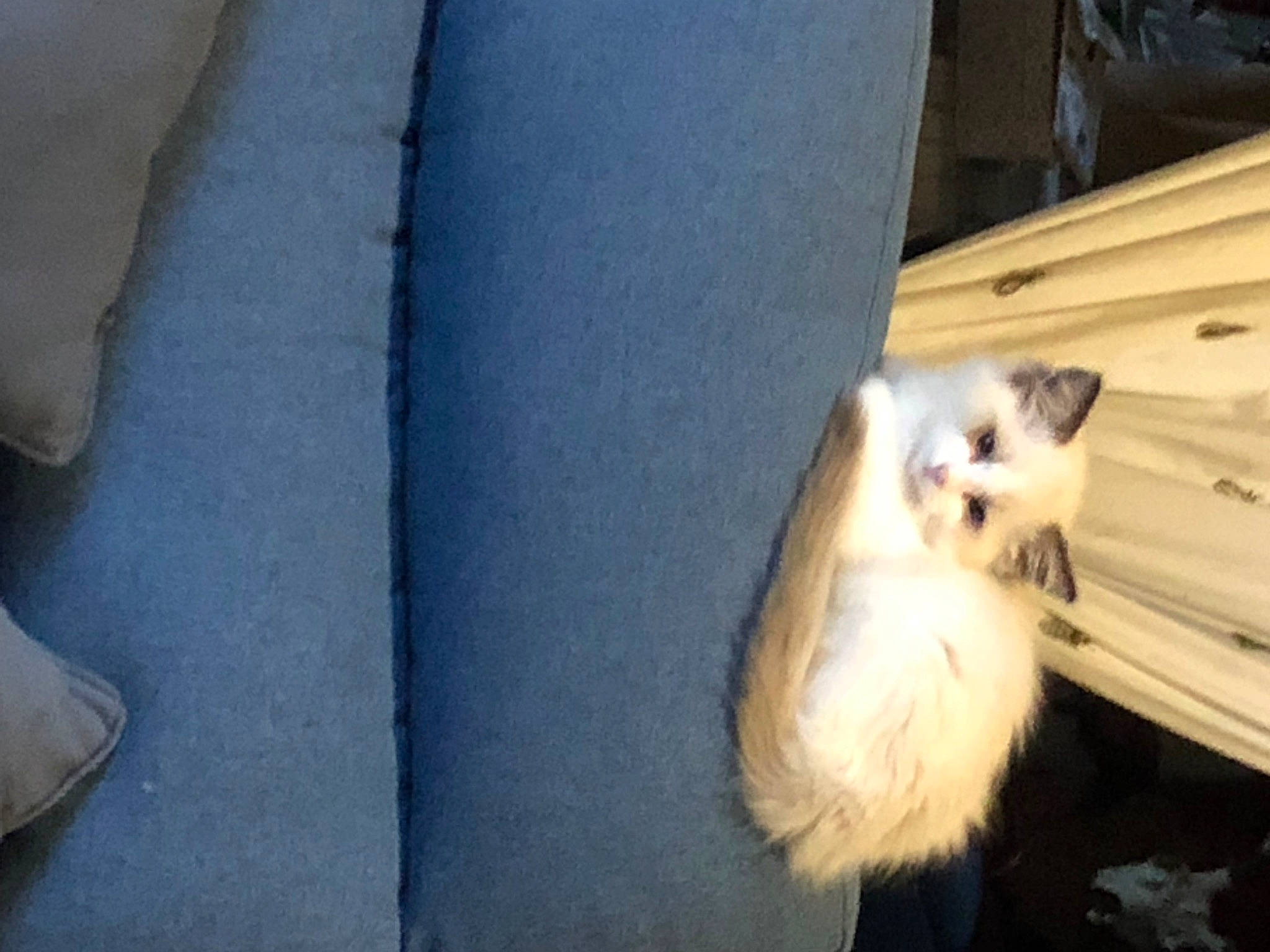 Talia a rejoint le concours — aidez-le/la à gagner de superbes lots ! balinese, birman, carnivore, cat, companion_dog, concrete, domestic_short_haired_cat, fawn, felidae, fur, hardwood, paw, ragdoll, small_to_medium_sized_cats, snout, tail, thai, whiskers, wood