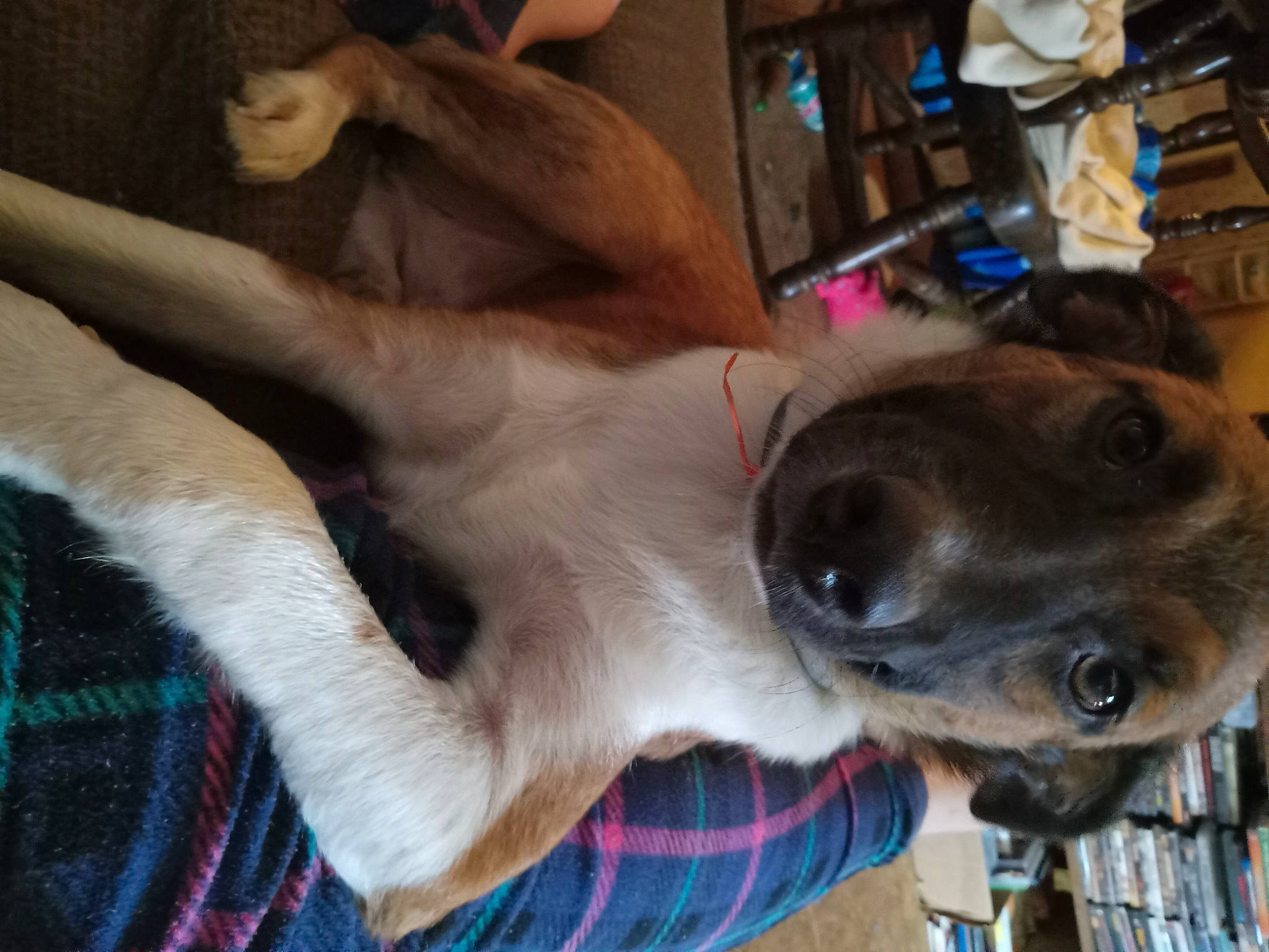 Jester joined the competition — help win amazing prizes! canidae, carnivore, collar, comfort, companion_dog, dog, dog_breed, dog_collar, ear, fawn, fur, gesture, jaw, plaid, plant, snout, sporting_group, tartan, whiskers, working_animal