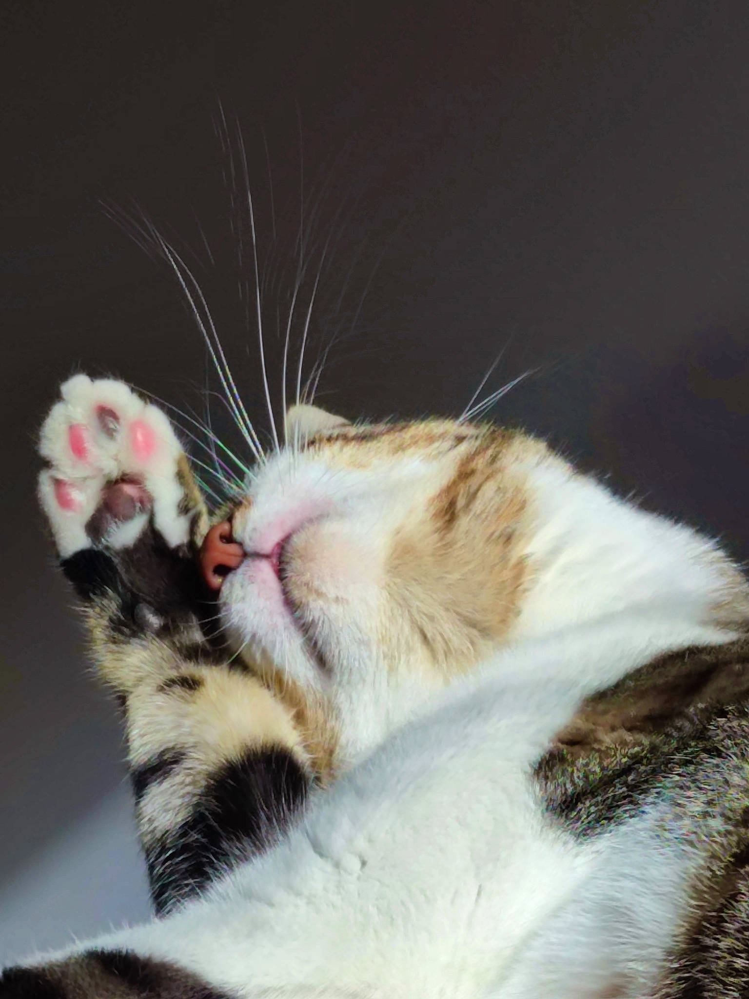 Choukette participe au concours pour gagner de l'argent avec cette photo : carnivore, cat, claw, comfort, domestic_short_haired_cat, eyelash, fawn, felidae, foot, fur, head, human_leg, nap, paw, small_to_medium_sized_cats, snout, tail, vertebrate, whiskers, wildlife