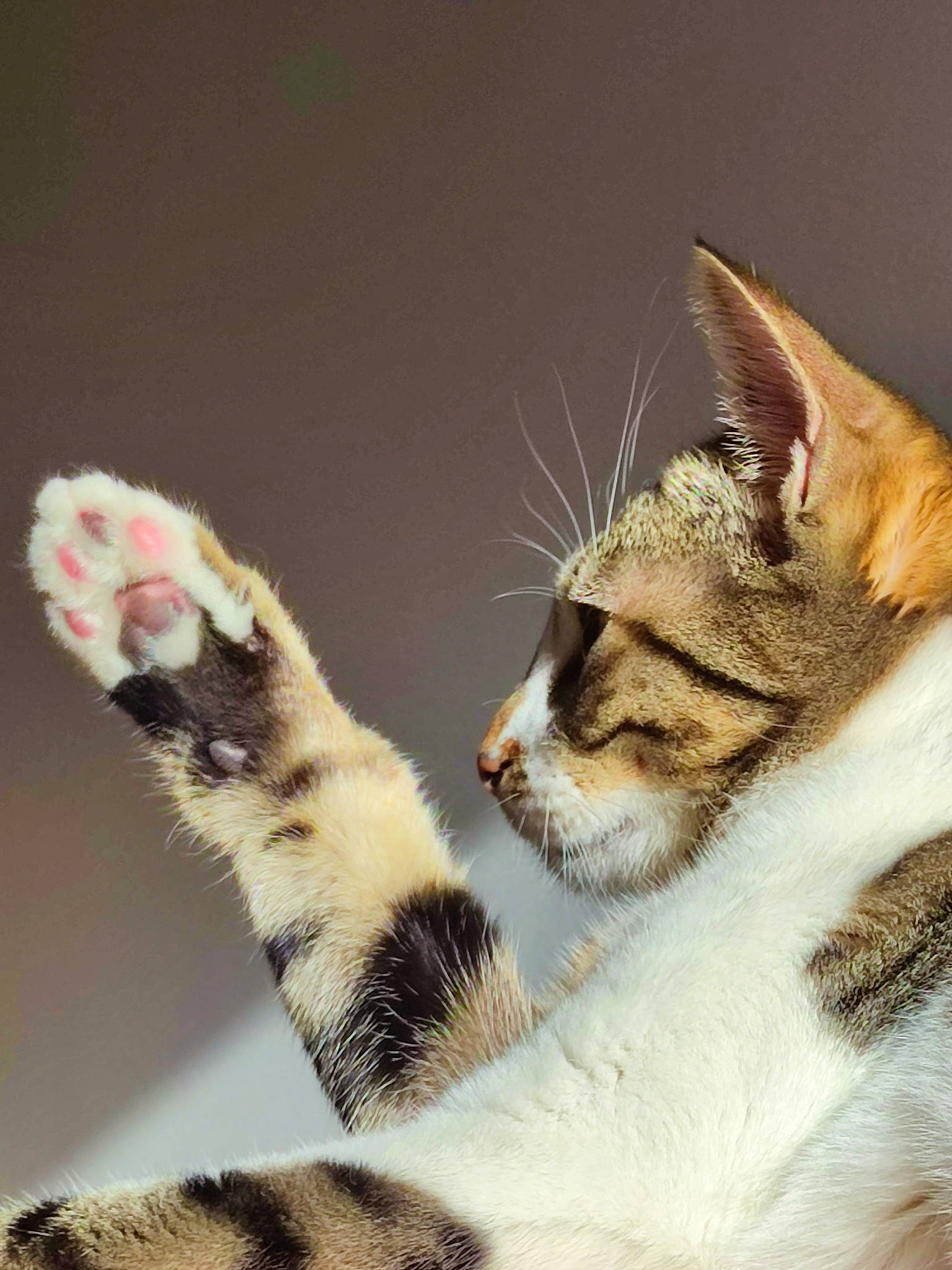 Choukette a rejoint le concours — aidez-le/la à gagner de superbes lots ! art, carnivore, cat, claw, comfort, domestic_short_haired_cat, fawn, felidae, fur, macro_photography, nap, paw, photo_caption, sleep, small_to_medium_sized_cats, snout, tail, terrestrial_animal, whiskers, wildlife