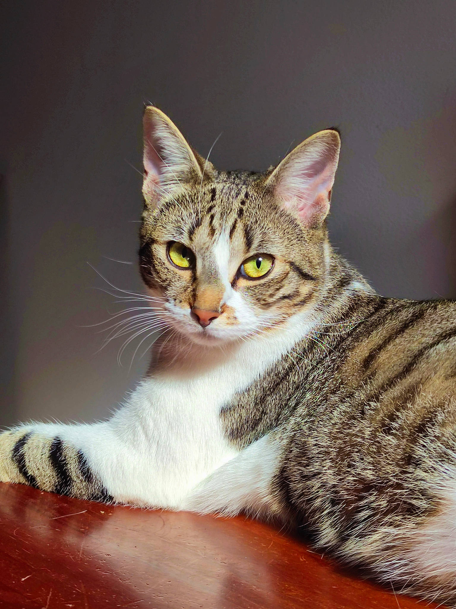 Choukette participe au concours pour gagner de l'argent avec cette photo : art, carnivore, cat, claw, domestic_short_haired_cat, eye, felidae, fur, head, human_body, paw, photo_caption, sitting, small_to_medium_sized_cats, snout, tail, terrestrial_animal, whiskers, wildlife