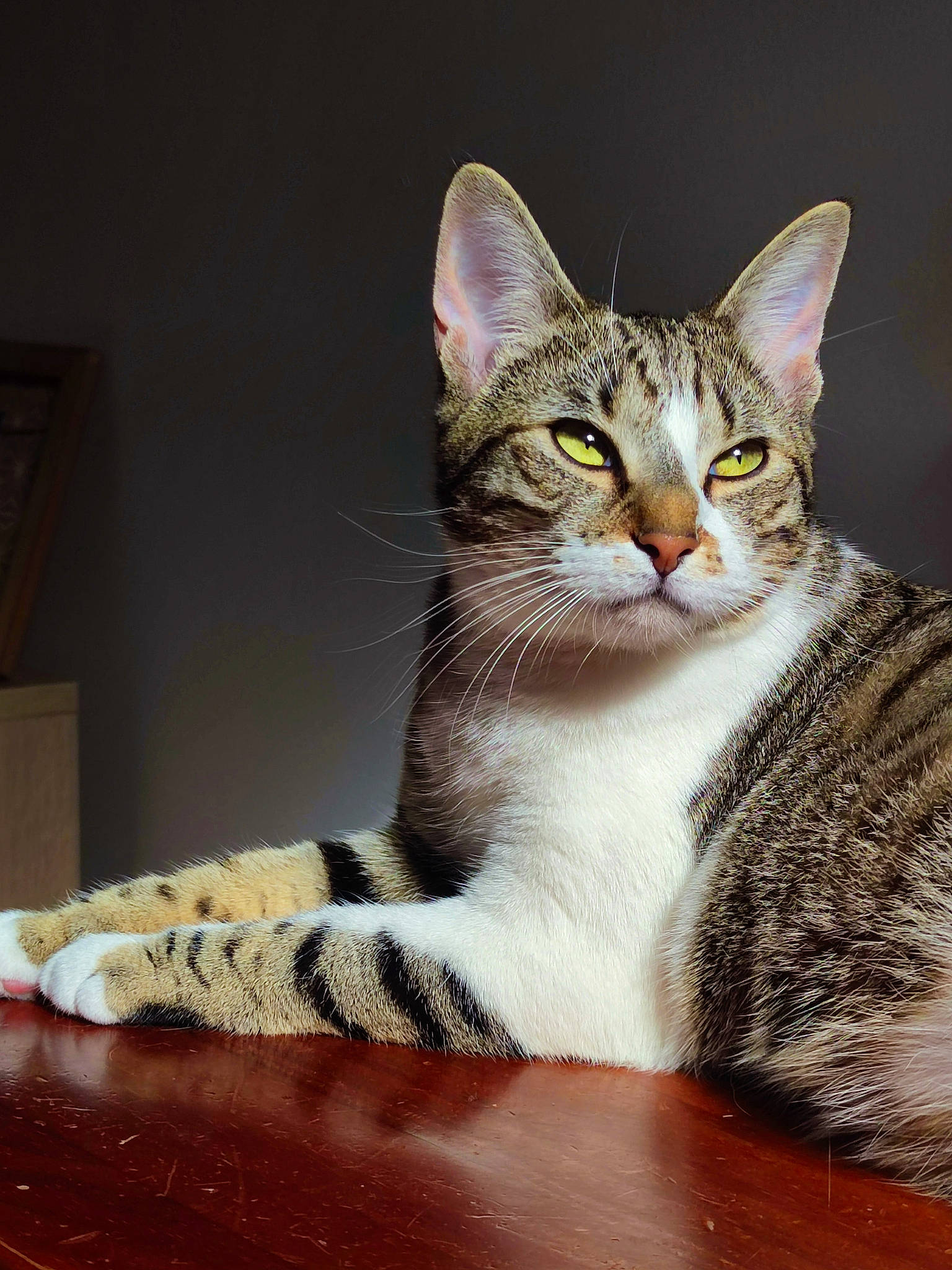 Choukette participe au concours pour gagner de l'argent avec cette photo : carnivore, cat, cat_supply, comfort, domestic_short_haired_cat, felidae, flooring, fur, hardwood, iris, paw, rectangle, sitting, small_to_medium_sized_cats, snout, tail, terrestrial_animal, whiskers, window, wood