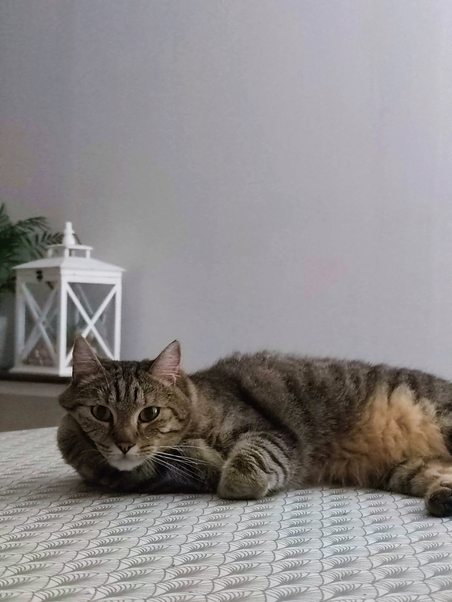 Gus participe au concours pour gagner de l'argent avec cette photo : carnivore, cat, claw, comfort, domestic_short_haired_cat, felidae, flooring, fur, grey, houseplant, nap, paw, plant, sitting, small_to_medium_sized_cats, snout, tail, terrestrial_animal, whiskers, wood