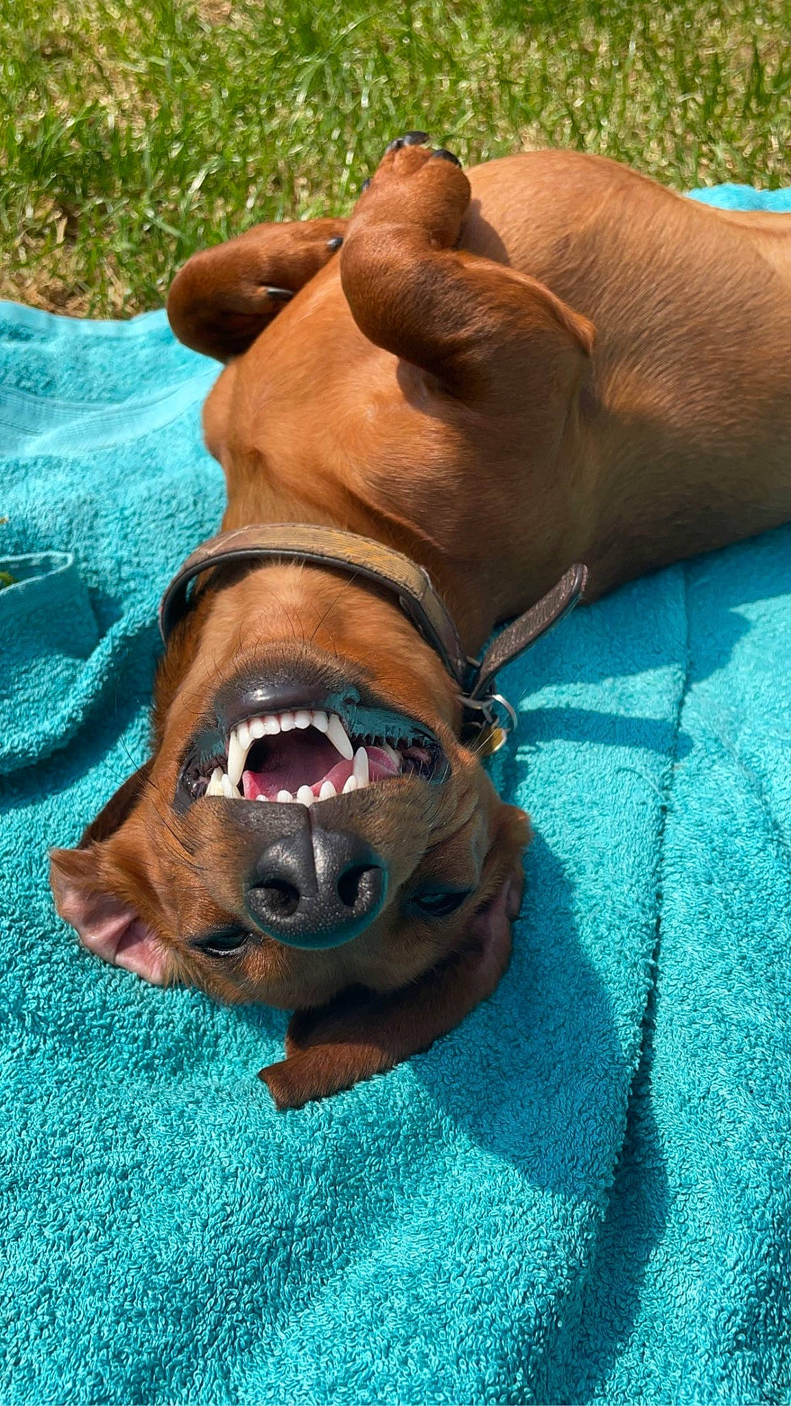 Lincoln joined the competition — help win amazing prizes! canidae, carnivore, collar, companion_dog, dog, dog_breed, dog_collar, dog_supply, eye, fang, fawn, grass, liver, mammal, snout, sporting_group, terrestrial_animal, whiskers, working_animal, wrinkle