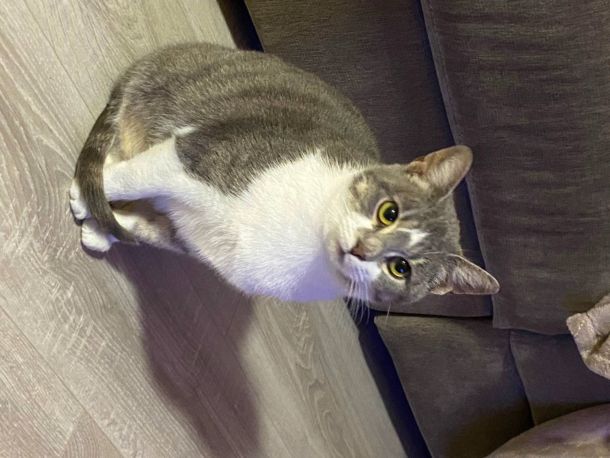 Simone participe au concours pour gagner de l'argent avec cette photo : carnivore, cat, comfort, domestic_short_haired_cat, ear, felidae, grey, hardwood, paw, small_to_medium_sized_cats, snout, tail, whiskers, wood