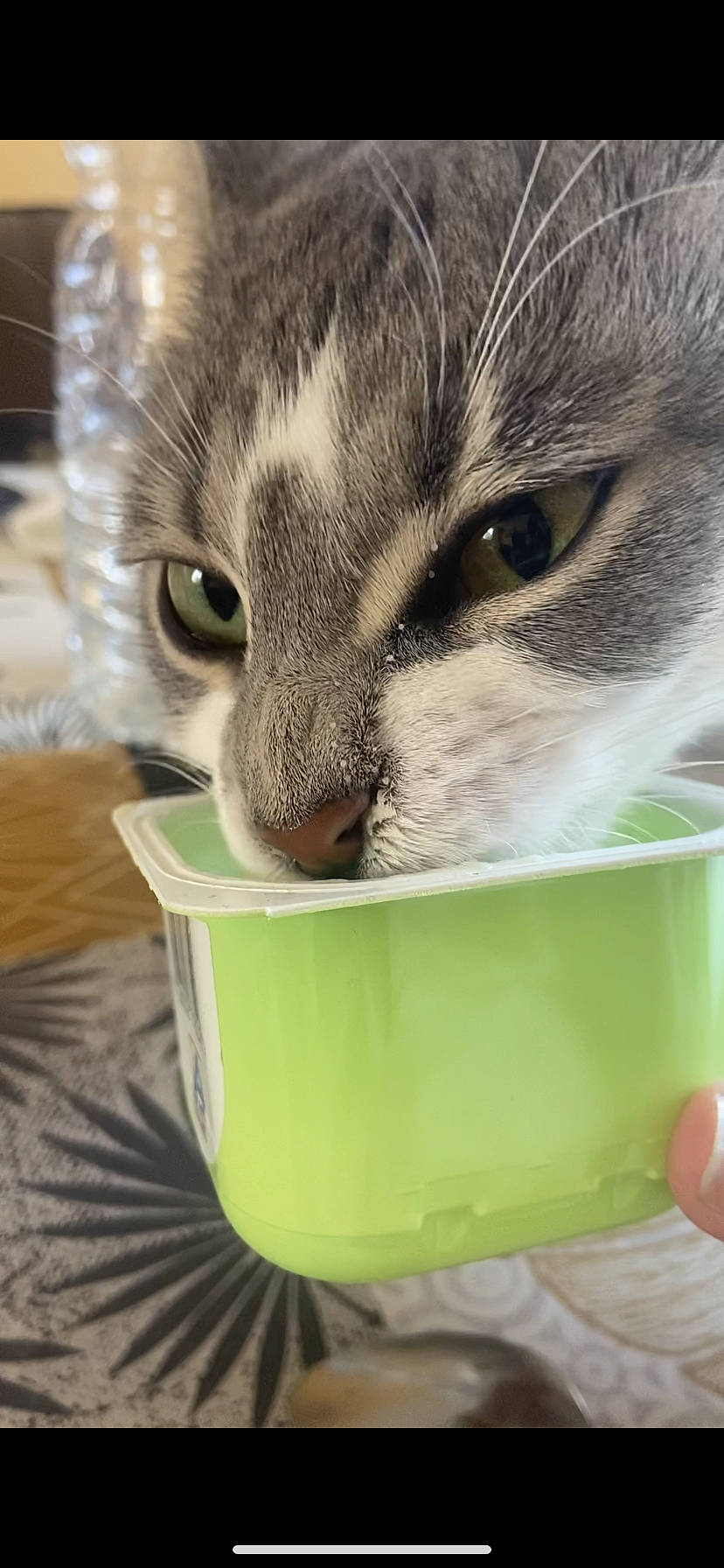 Simone a rejoint le concours — aidez-le/la à gagner de superbes lots ! animal_feed, carnivore, cat, cat_supply, comfort, cup, domestic_short_haired_cat, drinking, drinkware, eyelash, felidae, fur, pet_food, pet_supply, serveware, small_to_medium_sized_cats, snout, tableware, whiskers