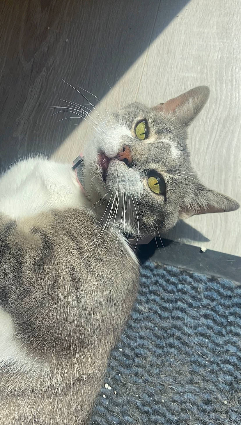 Simone a rejoint le concours — aidez-le/la à gagner de superbes lots ! carnivore, cat, cat_supply, claw, domestic_short_haired_cat, eye, felidae, fur, grey, paw, small_to_medium_sized_cats, tail, whiskers, window