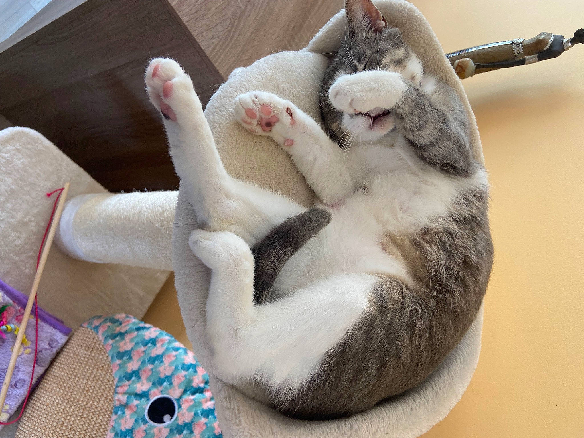 Simone participe au concours pour gagner de l'argent avec cette photo : canidae, cat, cat_bed, claw, comfort, companion_dog, domestic_short_haired_cat, fawn, felidae, fur, linens, nap, paw, room, sleep, small_to_medium_sized_cats, tail, whiskers