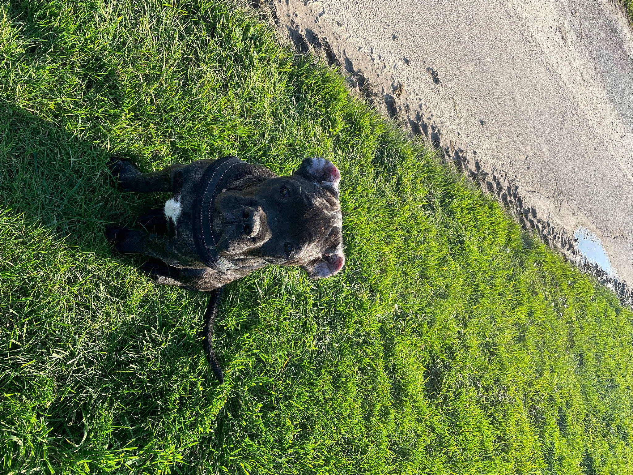 Vicky participe au concours pour gagner de l'argent avec cette photo : canidae, carnivore, dog, dog_breed, grass, grass_family, grassland, groundcover, lawn, leaf, plant, shadow, shrub, soil, sporting_group, sunlight, tail, tree, water, working_animal