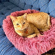 Pixy Dust is registered to the contest to win money with this photo: cat, orange_tabby, pet, fluffy_bed, pink_bed, couch, blue_couch, indoor, relaxed, collar, heart_tag, feline, fur, whiskers, cute, domestic_cat, resting, cozy, home, animal