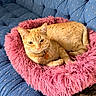 cat, orange_tabby, pet, fluffy_bed, pink_bed, couch, blue_couch, indoor, relaxed, collar, heart_tag, feline, fur, whiskers, cute, domestic_cat, resting, cozy, home, animal
