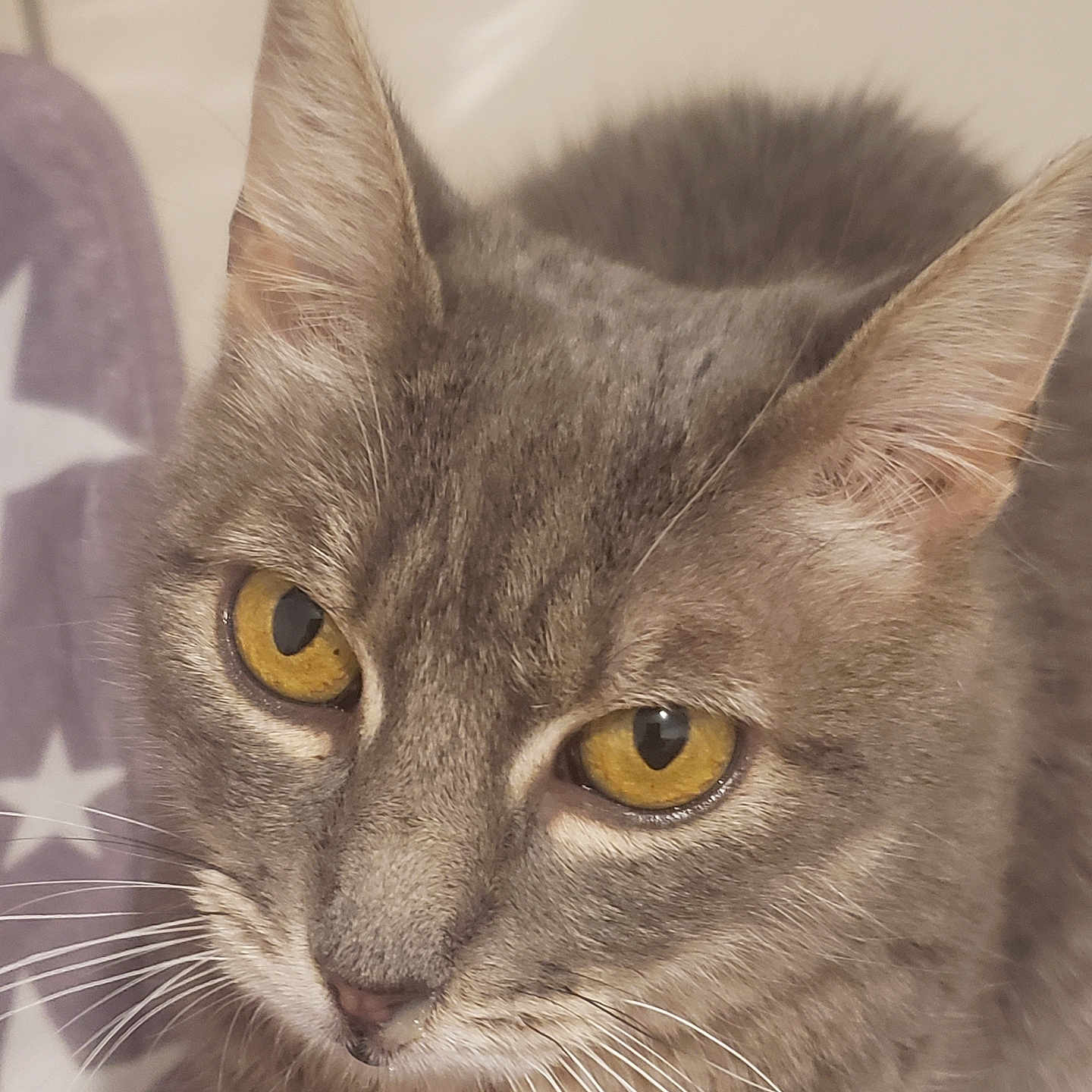 Moustache a rejoint le concours — aidez-le/la à gagner de superbes lots ! cat, gray_cat, close_up, portrait, golden_eyes, whiskers, ears, fur, feline, pet, animal, indoor, cozy, star_pattern, bedding, head, face, alert, soft_lighting, photography