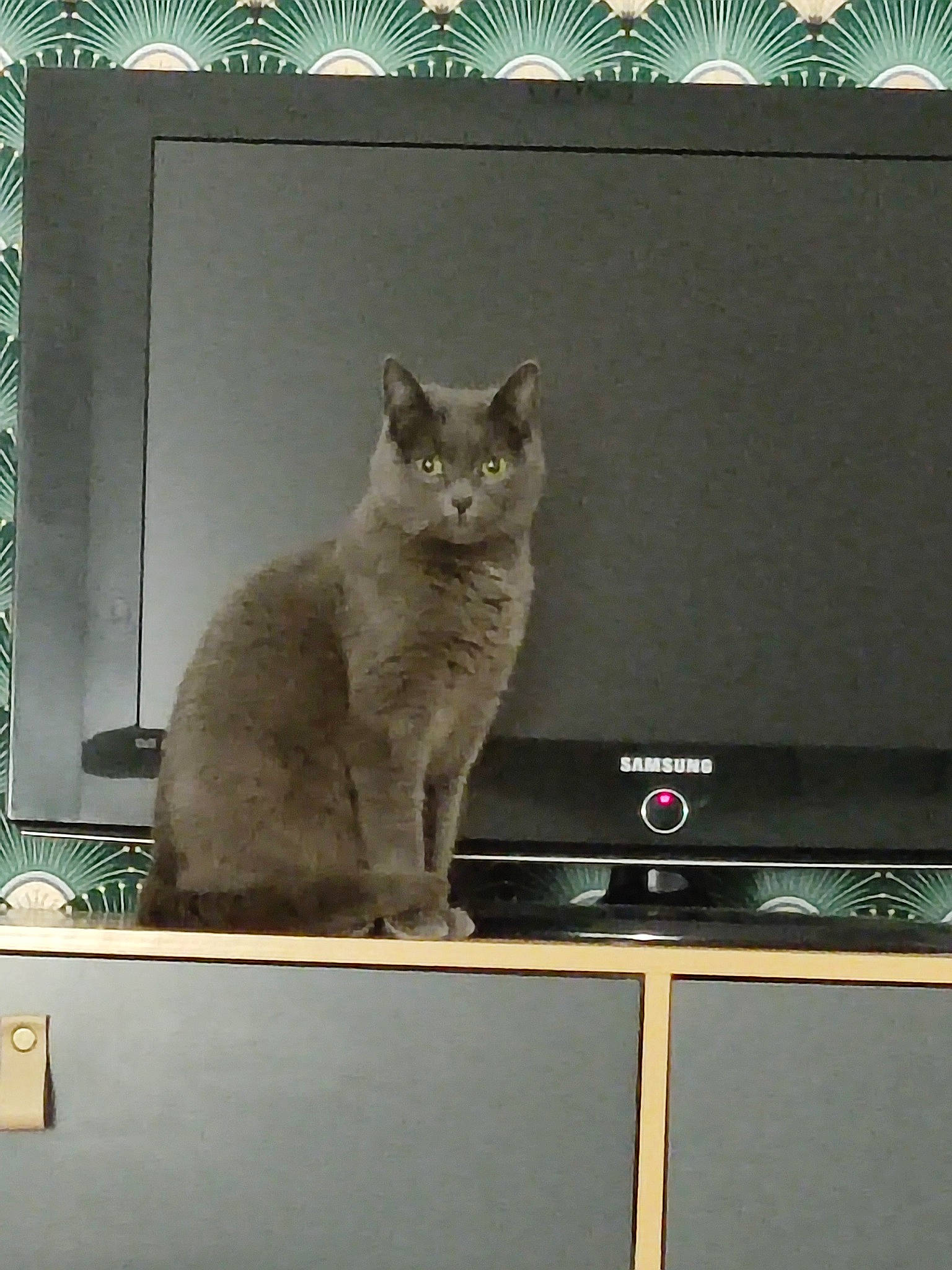 Mimine participe au concours pour gagner de l'argent avec cette photo : carnivore, cat, display_device, domestic_short_haired_cat, electronic_device, felidae, fur, grey, mammal, output_device, paw, room, russian_blue, small_to_medium_sized_cats, tail, television, vertebrate, whiskers, window, wood