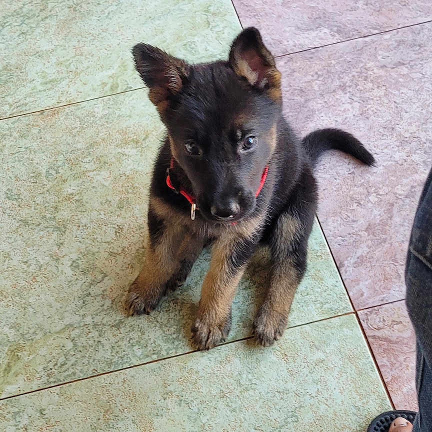 Samosa joined the competition — help win amazing prizes! accessories, animal, ankle, bodypart, canine, clothing, dog, footwear, leash, pants, path, person, pet, puppy, runningshoe, sandal, shoe, slate, sneaker, strap