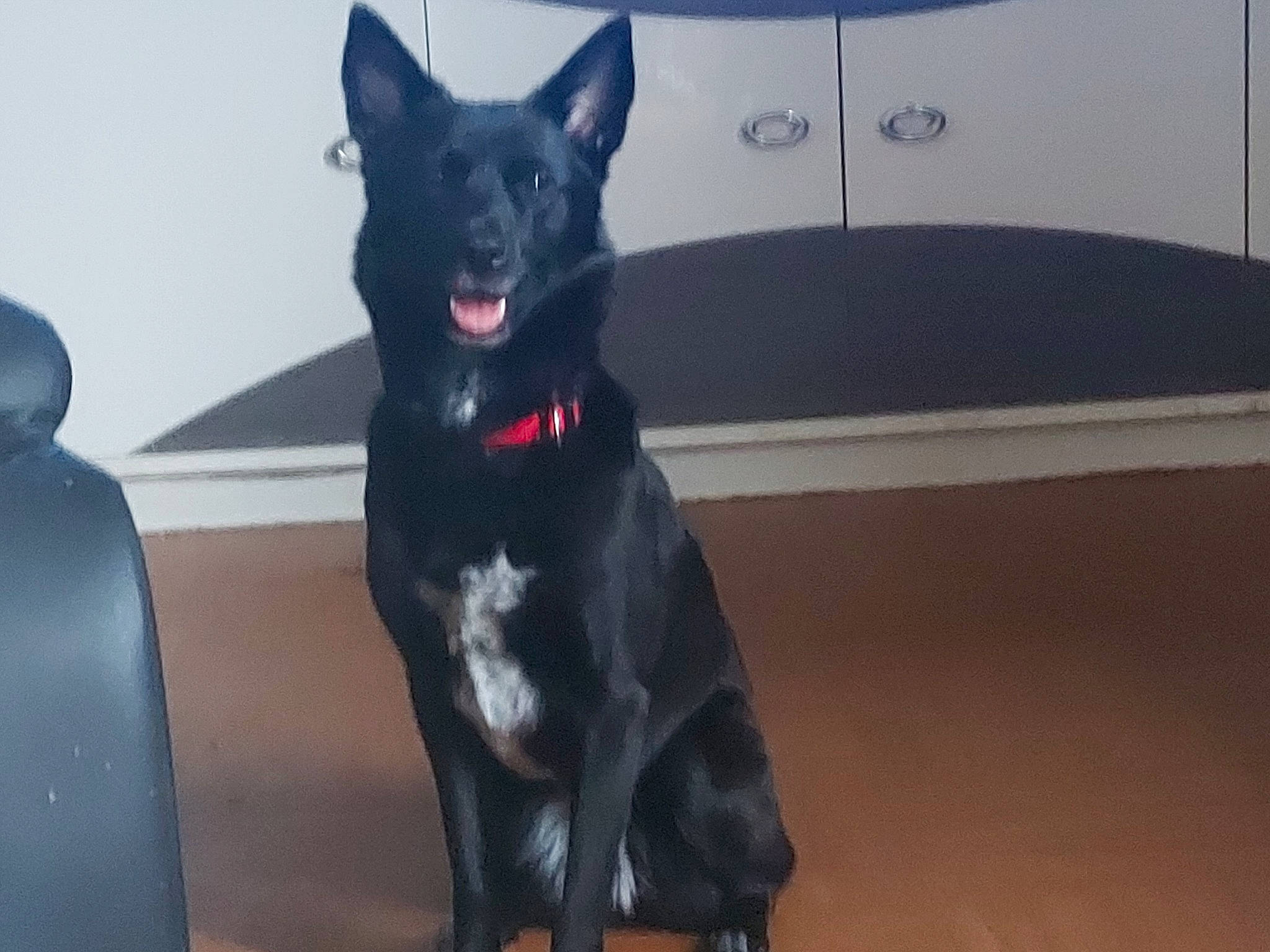 Laya a rejoint le concours — aidez-le/la à gagner de superbes lots ! black_norwegian_elkhound, borador, canidae, carnivore, companion_dog, dog, dog_breed, dog_collar, electric_blue, flooring, fur, guard_dog, herding_dog, non_sporting_group, snout, sporting_group, tail, whiskers, working_animal, working_dog