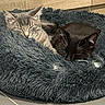 Aria participe au concours pour gagner de l'argent avec cette photo : cat, tabby_cat, black_cat, sleeping, pet_bed, fluffy_bed, indoor, wooden_furniture, cozy, nap, fur, animal, companion, resting, cute, cute_pets, domestic_cat, two_cats, peaceful, home
