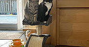 Aria participe au concours pour gagner de l'argent avec cette photo : cat, tabby_cat, tuxedo_cat, cat_tree, pet_toy, indoor, curious, feline, sitting, looking_at_camera, wooden_furniture, curtain, sliding_door, floor_tile, pet, animal, domestic, companion, cute, playful