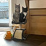 cat, tabby_cat, tuxedo_cat, cat_tree, pet_toy, indoor, curious, feline, sitting, looking_at_camera, wooden_furniture, curtain, sliding_door, floor_tile, pet, animal, domestic, companion, cute, playful