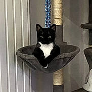 Aria a rejoint le concours — aidez-le/la à gagner de superbes lots ! cat, tuxedo_cat, cat_tree, cat_bed, indoor, pet, feline, black_and_white, hanging_bed, looking, animal, cozy, fur, whiskers, ears, paw, resting, sitting, home, cute