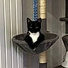 cat, tuxedo_cat, cat_tree, cat_bed, indoor, pet, feline, black_and_white, hanging_bed, looking, animal, cozy, fur, whiskers, ears, paw, resting, sitting, home, cute