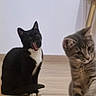 Aria participe au concours pour gagner de l'argent avec cette photo : cat, kitten, black_and_white_cat, tabby_cat, floor, wooden_floor, indoor, pet, animal, feline, cute, curious, sitting, furniture_leg, domestic_cat, playful, whiskers, ears, young_cat, two_cats