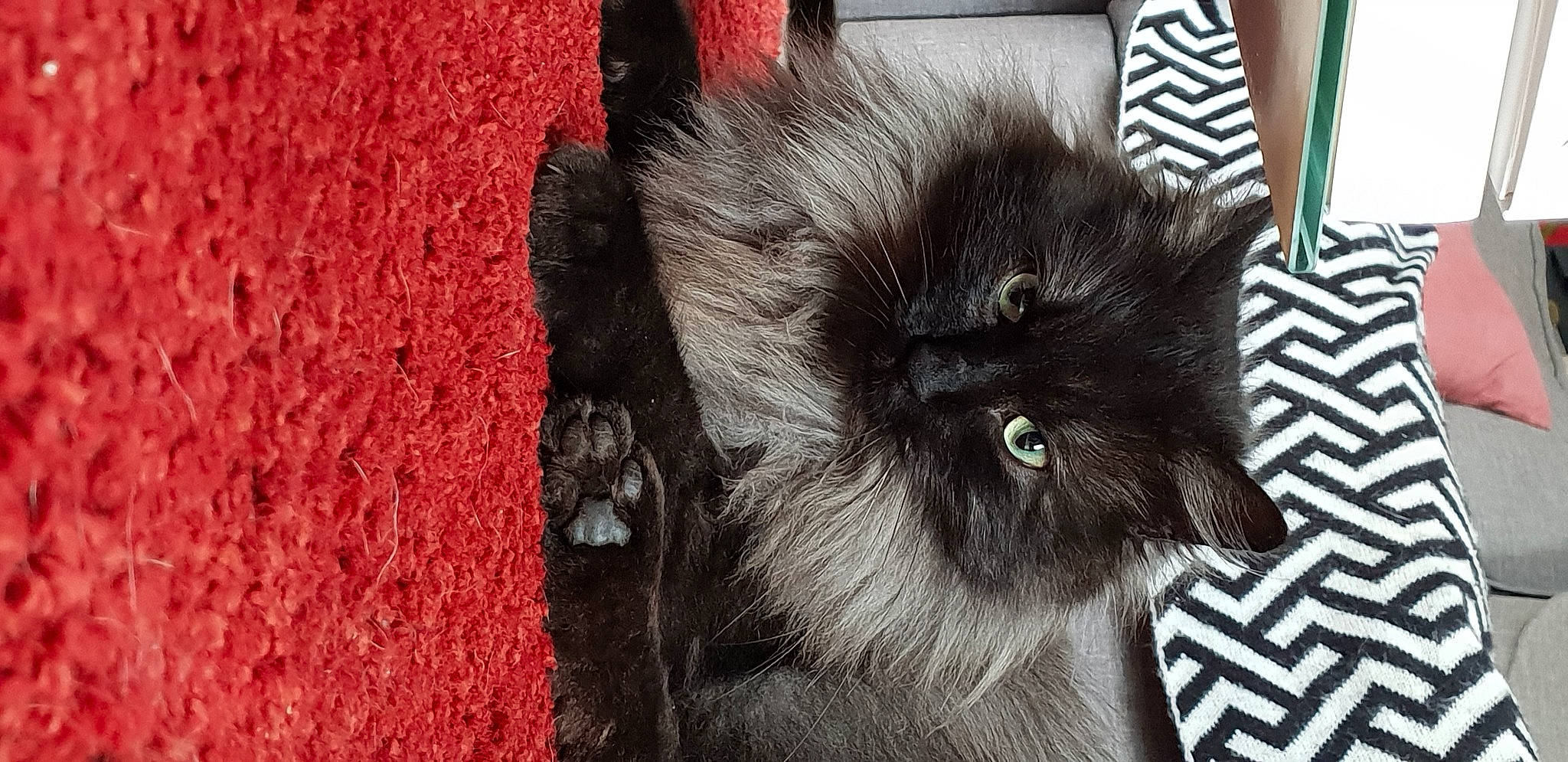 Baloo a rejoint le concours — aidez-le/la à gagner de superbes lots ! black_cat, british_longhair, carnivore, cat, domestic_long_haired_cat, felidae, fur, kitten, norwegian_forest_cat, persian, small_to_medium_sized_cats, snout, whiskers