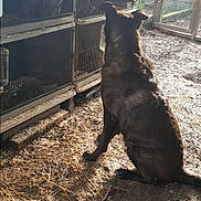 Wido a rejoint le concours — aidez-le/la à gagner de superbes lots ! animal, architecture, backyard, building, bulldog, canine, den, dog, doghouse, fence, indoors, kennel, nature, outdoors, pet, puppy, shelter, soil, wood, yard