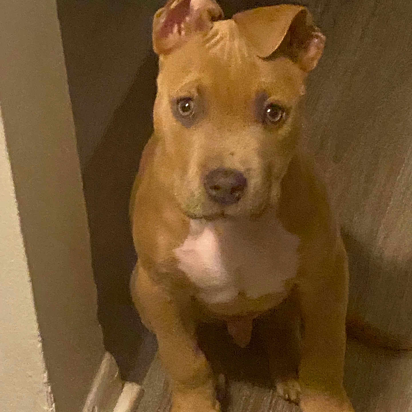 Lil Man is registered to the contest to win money with this photo: animal, brown, canine, companion, cute, dog, domestic_animal, ears, floor, indoor, looking_up, paws, pet, portrait, puppy, sitting, wall, white_patch, wooden_floor, young_dog